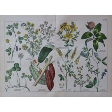 1876 Antique Hand-colored Botanical Lithograph CACAO TREE CLOVER Herbs Herbal Me