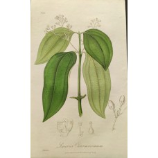 antique engraving Cinnamon Sowerby 19 c