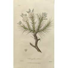 antique engraving Reid 