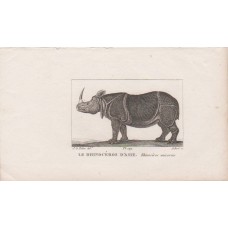 1830 Rhinoceros Asian Rhino Safari Animal Print Original Old Antique Animal Prin