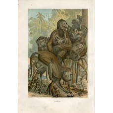 1890 A.Brehm MACAQUE MONKEYS Antique Chromolithograph Print