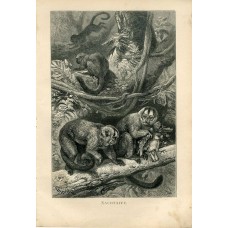 1876 A.Brehm NIGHT MONKEY Antique Engraving Print