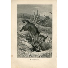 1876 A.Brehm DESERT LYNX CARACAL Antique Engraving Print