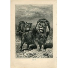 1876 A.Brehm LION LIONESS Antique Engraving Print