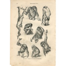 Common Moorhen and other Birds- Original 1883 Chromo-Lithograph by Meyers. Flieg Common Moorhen and other Birds- Original 1883 Chromo-Lithograph by Meyers. Flieg
