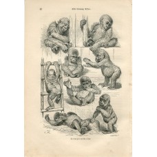 Baby Gorrilla Ape Monkey - Original 1883 Engraving by A.Brehm . Fliegen und Schn Baby Gorrilla Ape Monkey - Original 1883 Engraving by A.Brehm . Fliegen und Schn