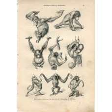 Monkey Ape Orangutan Gibbon - Original 1883 Engraving by A.Brehm. Fliegen und Sc