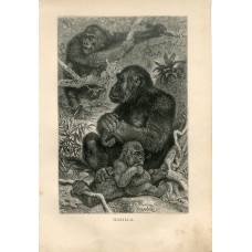 1876 A.Brehm GORILLA FAMILY APE MONKEY Antique Engraving Print