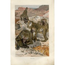 1890 A.Brehm BABOON MONKEYS Antique Chromolithograph Print