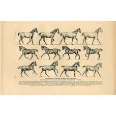 c1900 HORSE IN WALK , TROT and CANTER Antique Litho Print H.Kraemer c1900 HORSE IN WALK , TROT and CANTER Antique Litho Print H.Kraemer