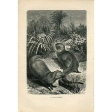 1876 A.Brehm EGYPTIAN MONGOOSE Antique Engraving Print