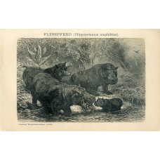 Hippopotamus - Original 1895 Lithography by F.Specht. Fliegen und Schneckenblume Hippopotamus - Original 1895 Lithography by F.Specht. Fliegen und Schneckenblume