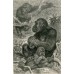 1876 A.Brehm GORILLA FAMILY APE MONKEY Antique Engraving Print