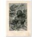 1876 A.Brehm GORILLA FAMILY APE MONKEY Antique Engraving Print