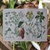 1876 Antique Hand-colored Botanical Lithograph CACAO TREE CLOVER Herbs Herbal Me