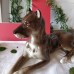 Lomonosov Large Great Dane porcelain figurine