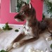 Lomonosov Large Great Dane porcelain figurine