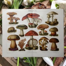 Mushrooms