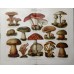 Mushrooms