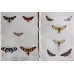 FREE SHIPPING 4 Butterflies Russian glass figurines