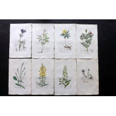 Sowerby C1840 Lot of 8 Partial Hand Col Botanical Prints. Flowers, Book Plates
