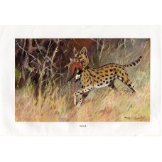 1900 Serval Wild Cat Antique Print Chromolithograph German Natural History Illus