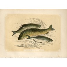 10061