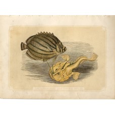 10062