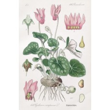 1870 Cyclamen Antique Print Matted Framed Botanical Wild Flower Hand Coloured En