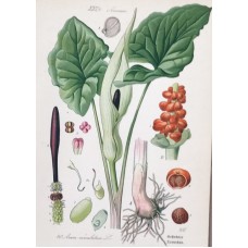 1870 Arum Antique Print Matted Framed Botanical Wild Flower Hand Coloured Engrav