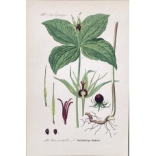 1870 Paris quadrifolia Antique Print Matted Framed Medical Botany Hand Coloured