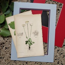 1870 Grass of Parnassus Antique botanical lithograph Matted Framed Wild Flower H