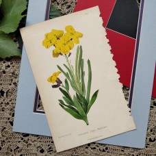 https://www.etsy.com/listing/1252534560/1870-cheiranthus-wallflower-antique?ref=