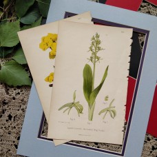 1870 Two Leaved Bog Orchid Antique botanical lithograph Matted Framed Wild Flowe