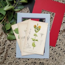 1870 Yellow Wort Antique botanical lithograph Matted Framed Wild Flower Hand Col