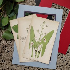 1870 Arrow Head Antique botanical lithograph Matted Framed Wild Flower