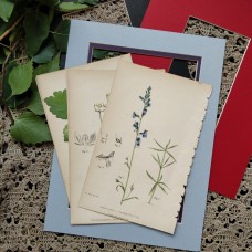 1870 Arrow Head Antique botanical lithograph Matted Framed Wild Flower