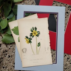 1870 Winter Aconite Antique botanical lithograph Matted Framed Wild Flower Hand