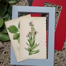 1870 Common Houseleek Antique botanical lithograph Matted Framed Wild Flower Han