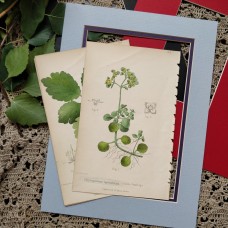 1870 Golden Saxefrage Antique botanical lithograph Matted Framed Wild Flower Han