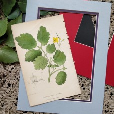 1870 Celandine Antique botanical lithograph Matted Framed Wild Flower Hand Colou