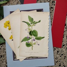 1870 Celandine Antique botanical lithograph Matted Framed Wild Flower Hand Colou