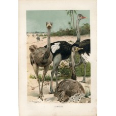 1888 African Ostrich Birds Antique Print Chromolithograph German Natural History