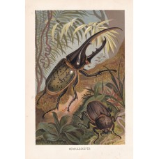1888 African Ostrich Birds Antique Print Chromolithograph German Natural History
