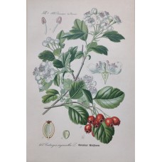 1870 Cyclamen Antique Print Matted Framed Botanical Wild Flower Hand Coloured En