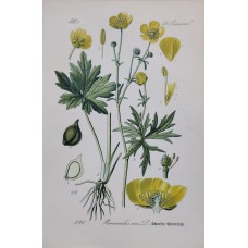 1870 Cyclamen Antique Print Matted Framed Botanical Wild Flower Hand Coloured En