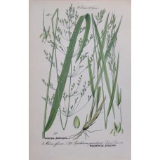 1870 Cyclamen Antique Print Matted Framed Botanical Wild Flower Hand Coloured En