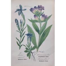 1870 Cyclamen Antique Print Matted Framed Botanical Wild Flower Hand Coloured En
