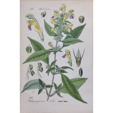 1870 Cyclamen Antique Print Matted Framed Botanical Wild Flower Hand Coloured En