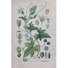 1870 Cyclamen Antique Print Matted Framed Botanical Wild Flower Hand Coloured En